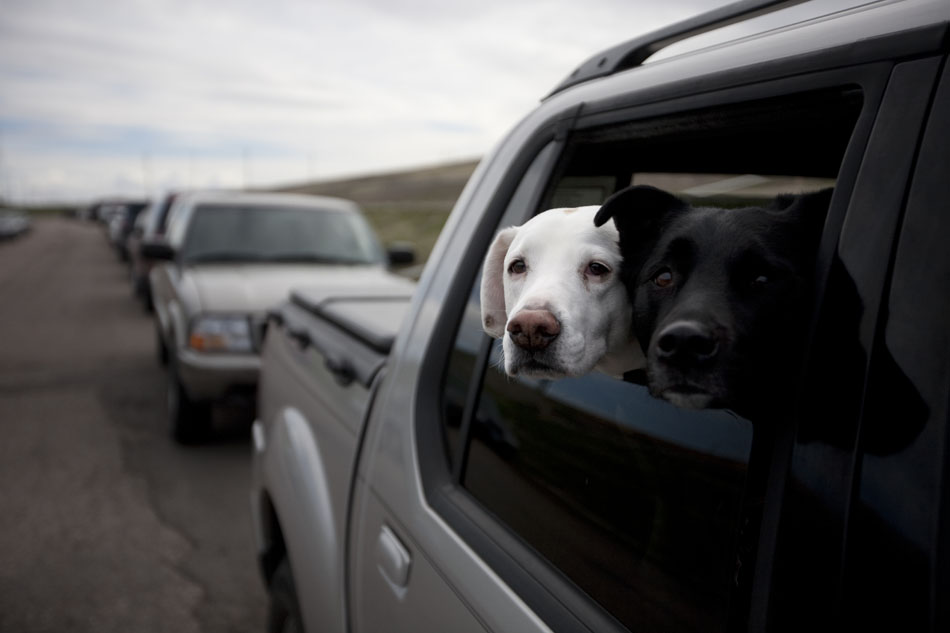 A couple dogs watch the action from a truck as volunteers plant trees along the slopes of the Union Pacific rail yard off of Ames Avenue on Saturday, April 16, 2011, in Cheyenne.