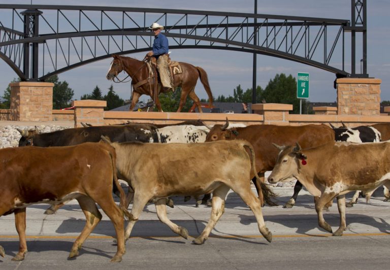 Cheyenne Frontier Days Cattle Drive James Brosher Photography