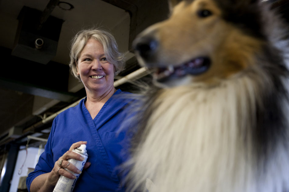 Lynn Brown from Longmont, Colo. grooms her dog, Hal, a Rough Collie during the American Kennel Club dog show on Saturday, Sept. 3, 2011, at Frontier Park in Cheyenne. Brown said when Hal isn't competing in dog shows he's an active sheep dog.