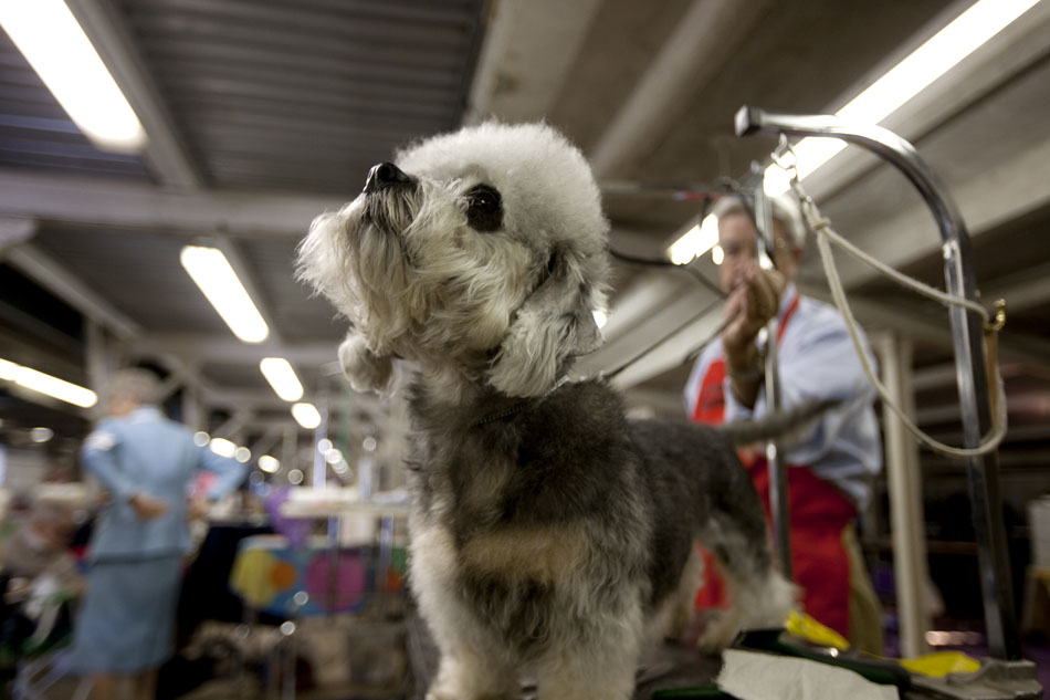 Spunky, a Dandie Dinmont Terrier, waits to be goomed on a table by her owners, Sharon and Bill Ellis, of Lakespur, Colo., during the American Kennel Club dog show on Saturday, Sept. 3, 2011, at Frontier Park in Cheyenne.