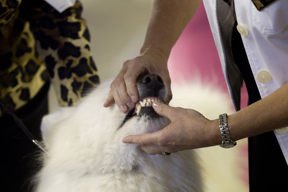 A judge inspects the teeth of a Samoyed dog during the American Kennel Club dog show on Saturday, Sept. 3, 2011, at Frontier Park in Cheyenne.