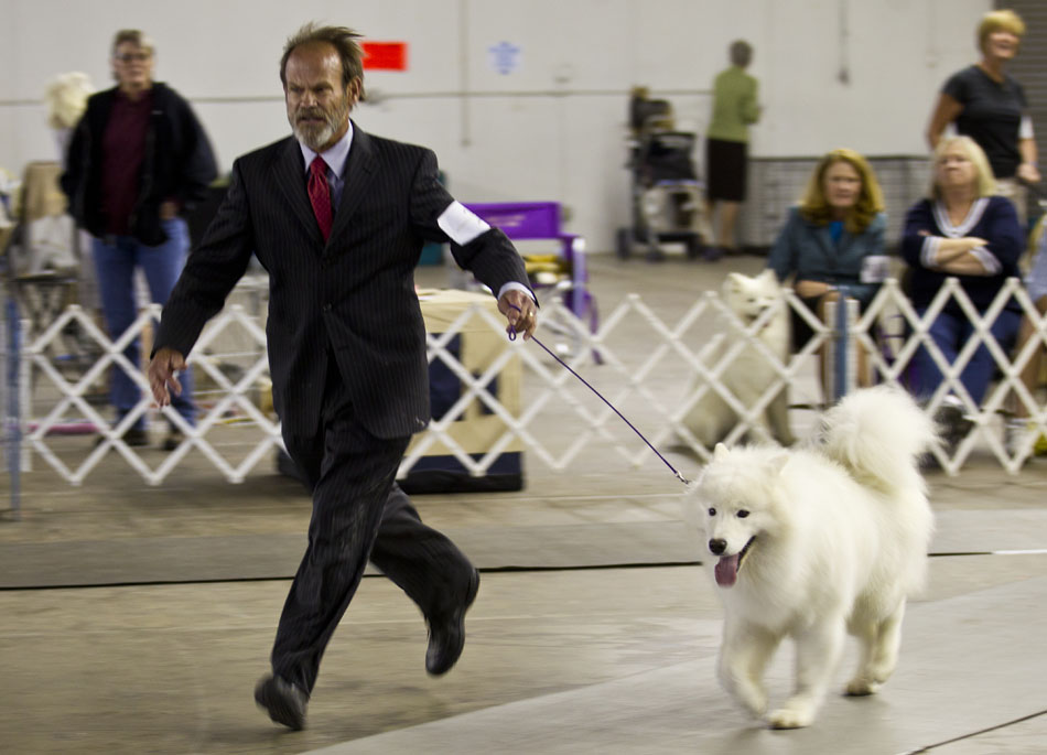 Bill Stewart from Conifer, Colo. takes his dog, Disco, a Samoyed, on a run through an arena area during the American Kennel Club dog show on Saturday, Sept. 3, 2011, at Frontier Park in Cheyenne.